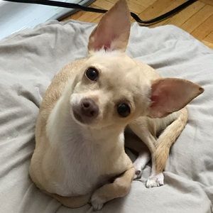 Meet your Posher, Anabel